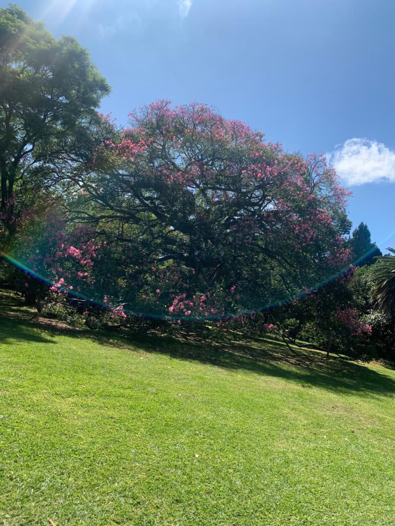 Blossoming trees in Harare Gardens